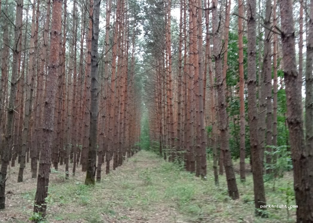 (26) Kaleń - — foto 2
