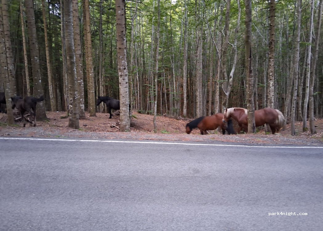 (43041) Bedonia - Unnamed road — foto 2