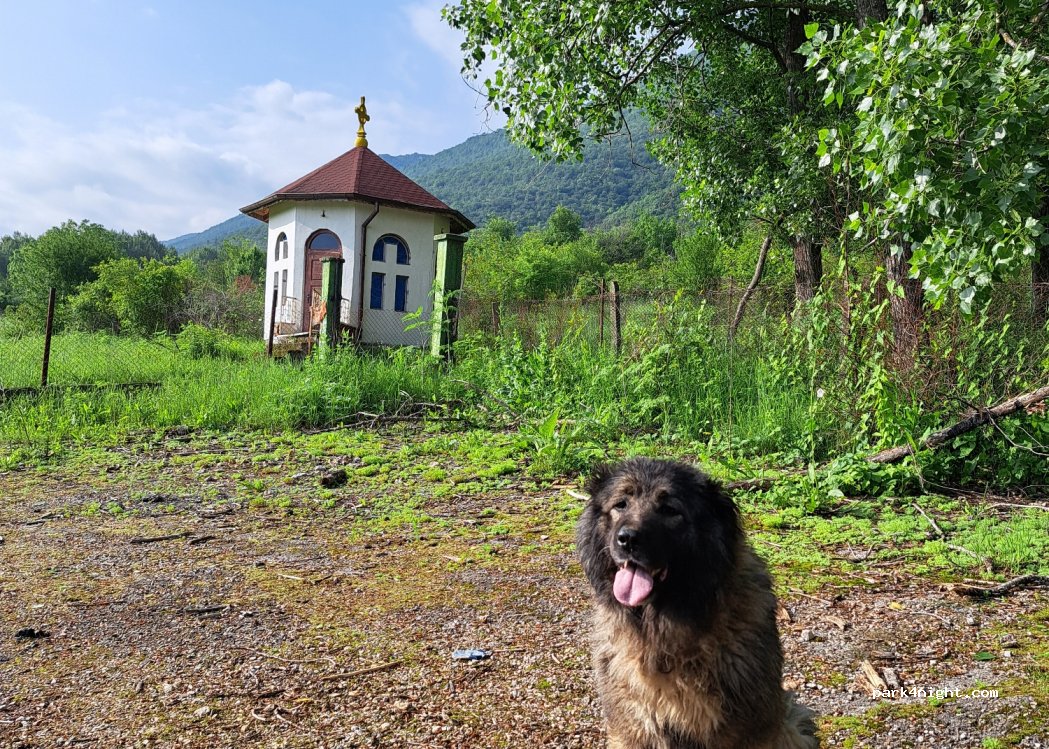 (3040) Beli Izvor - — foto 4