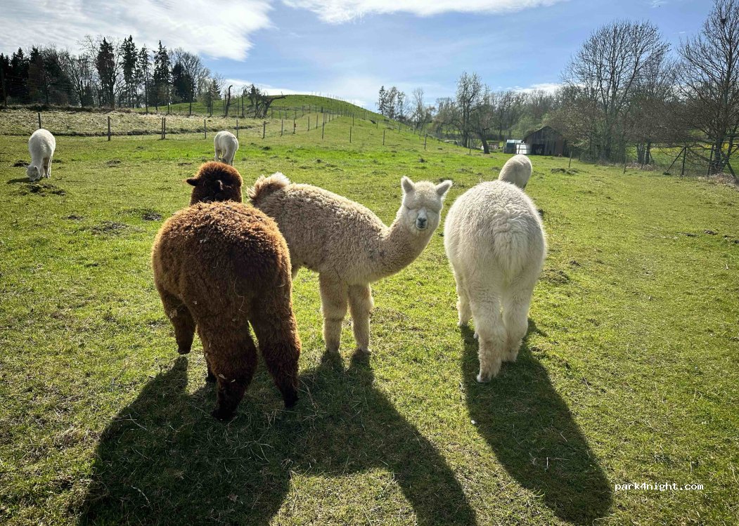 Alpaka Ranch | Next Generation — foto 4