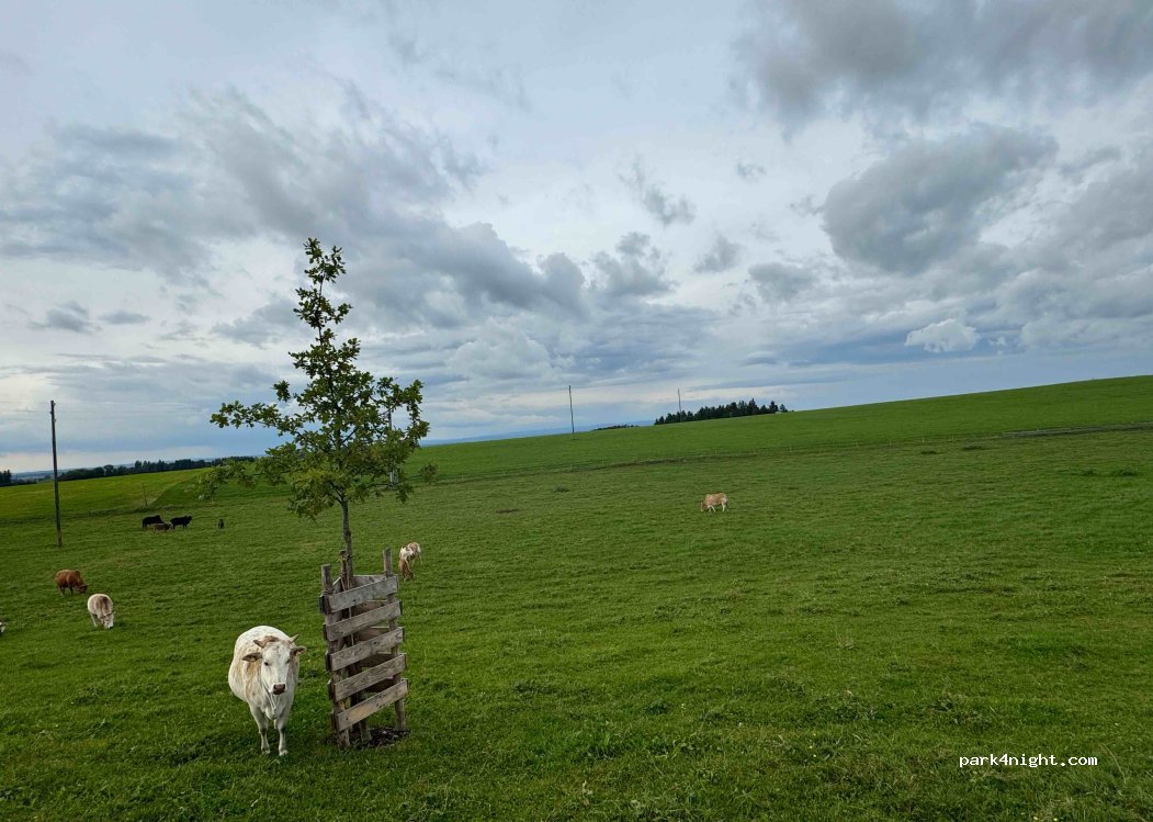 Zwergzebuhof — foto