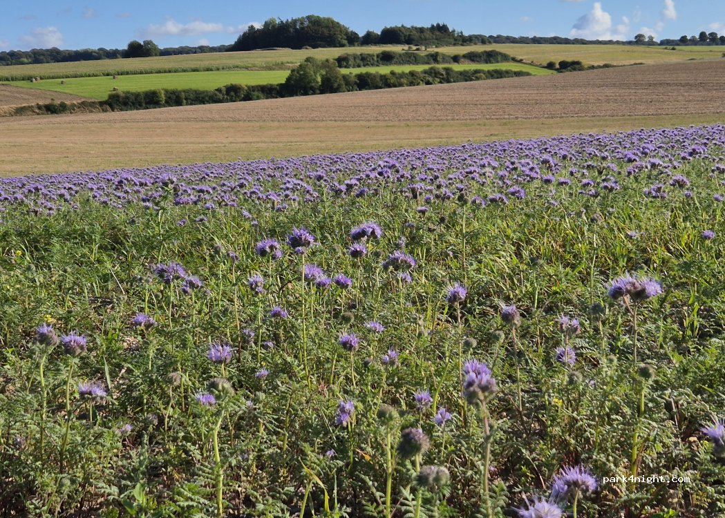 (62340) Campagne-lès-Guines - — foto 5