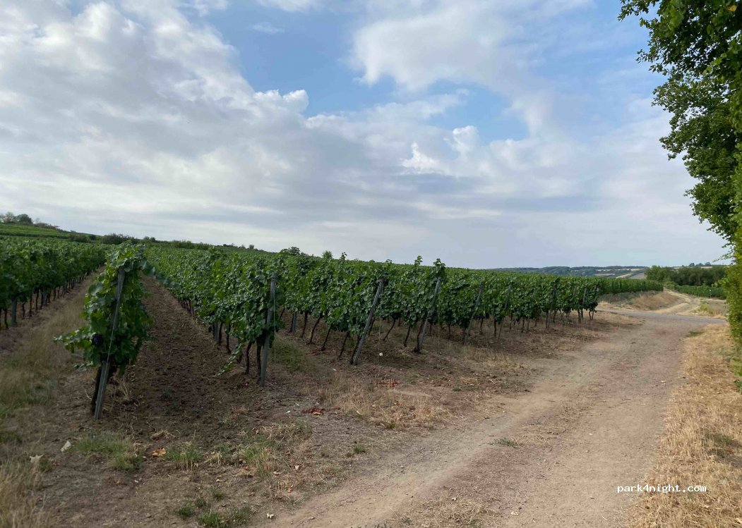 (55218) Ingelheim am Rhein - Unnamed Road — foto