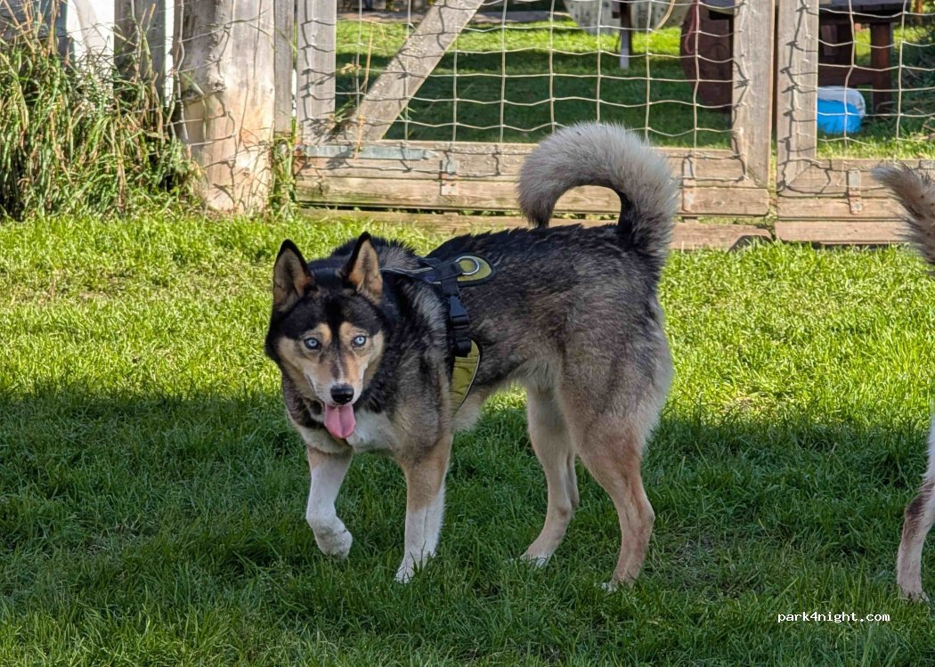 Nordic Husky Farm — foto 5