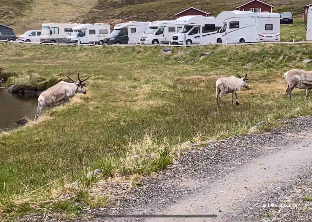 Kirkeporten Camping — foto 3