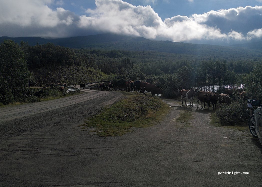 (2960) Røn - Jaslangvegen — foto