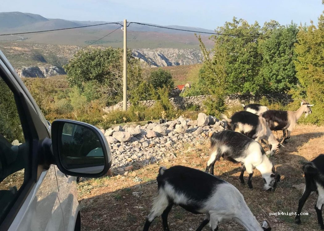 (23450) Golubić - — foto 2