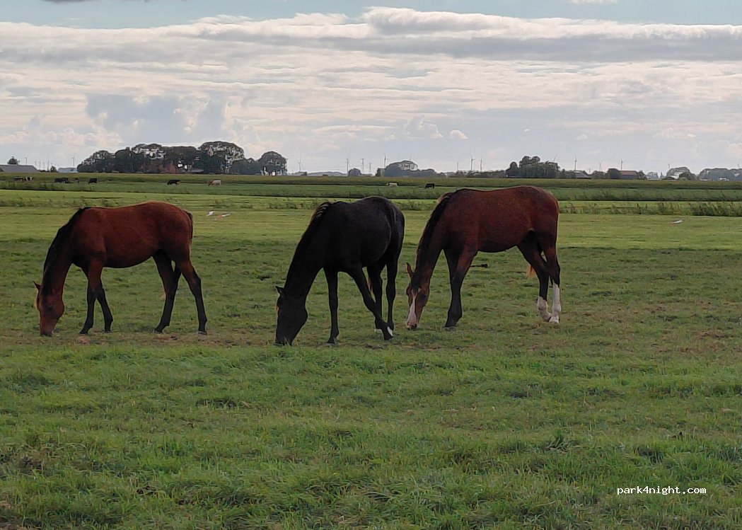 Camperlocatie Vlaktezicht — foto 5