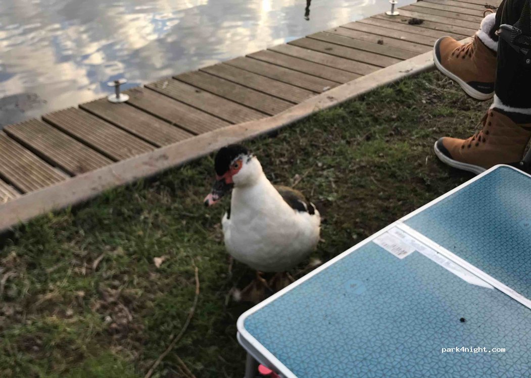 Amstelkade (Zorgboerderij) — foto 2