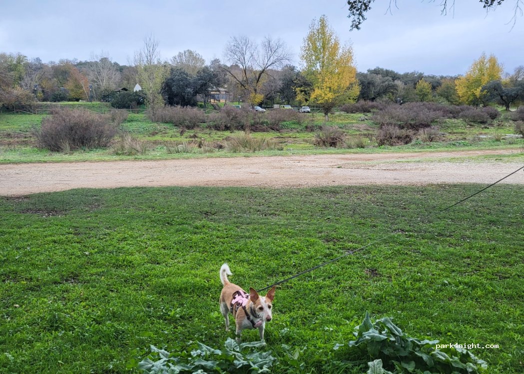 (41250) El Real de la Jara - Camino del Batrocal — foto 4