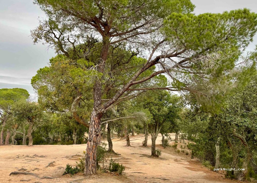 (17246) Sant Feliu de Guíxols - — foto 2