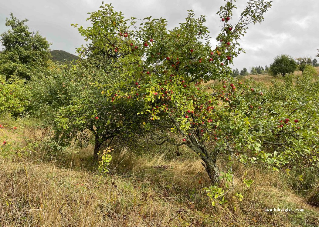 (89010) Stuzhytsya - — foto