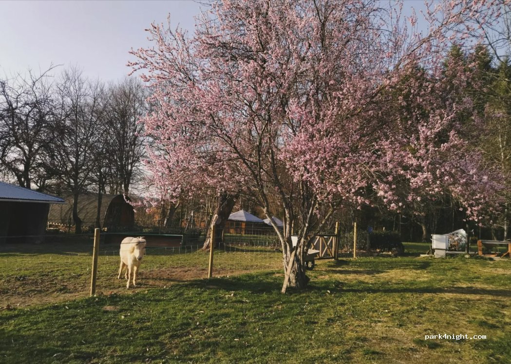 Domaine du Bois Kako - Camping — foto 4