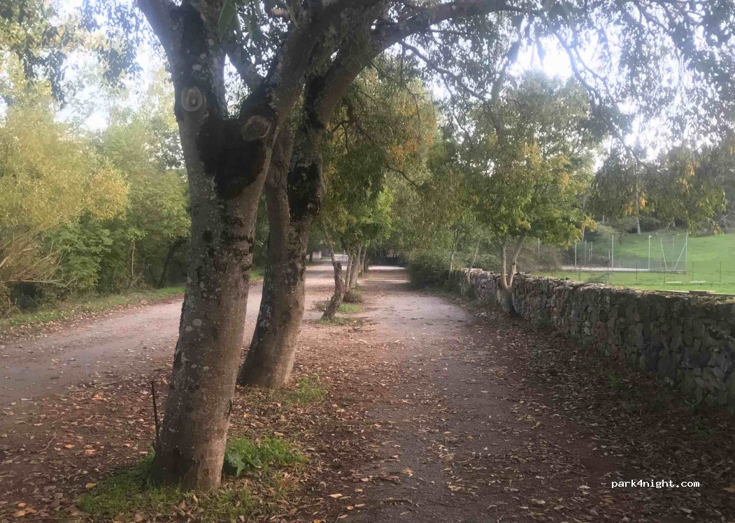 (07010) Foresta di Burgos - 21 SP43 — foto