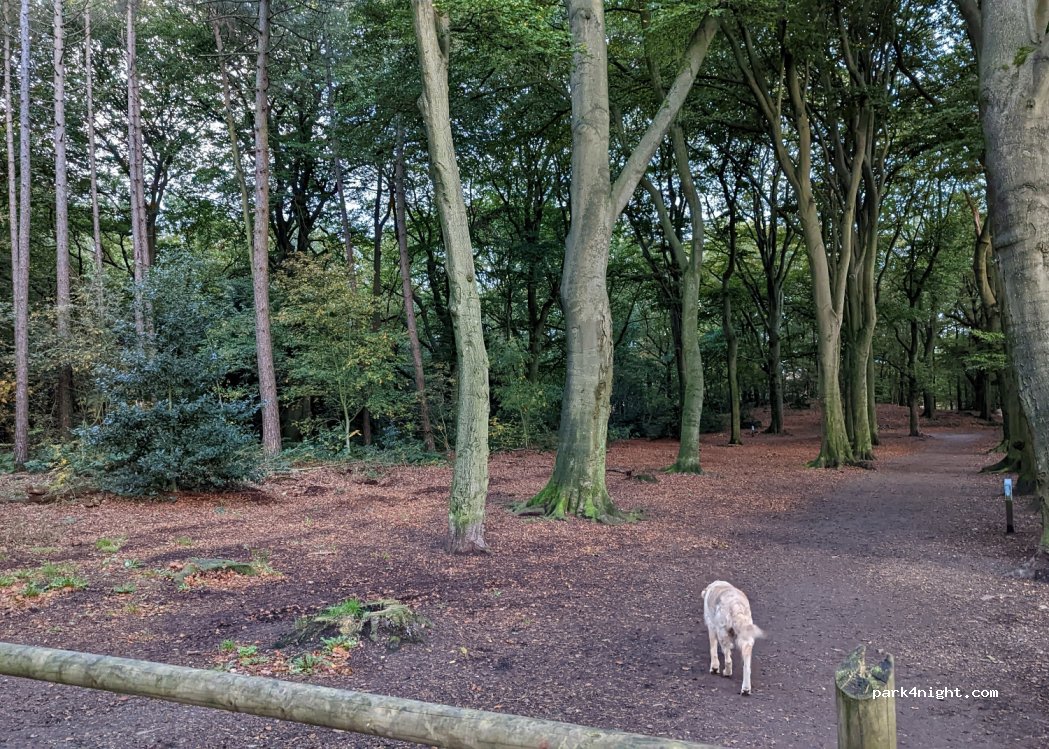 (1213 RH) Hilversum - 21A Loosdrechtse Bos — foto 3