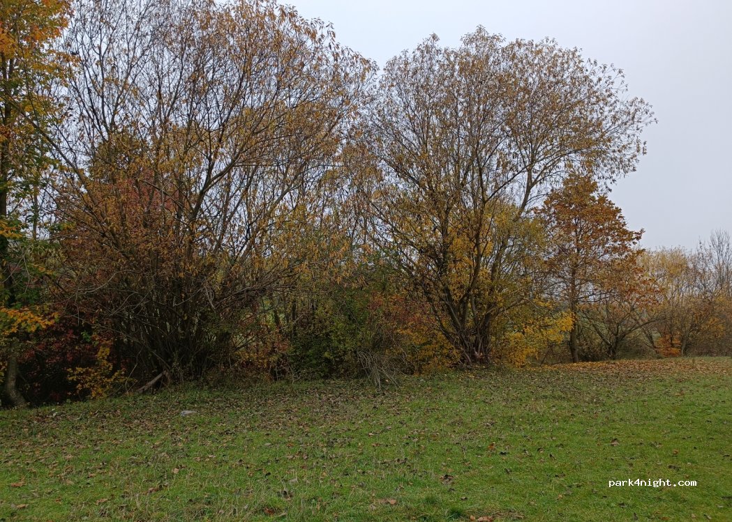 (500014) Cordău - — foto