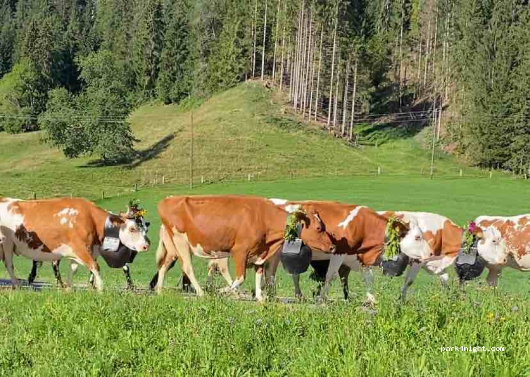 (6197) Schangnau - 2 Steinmösli — foto 3