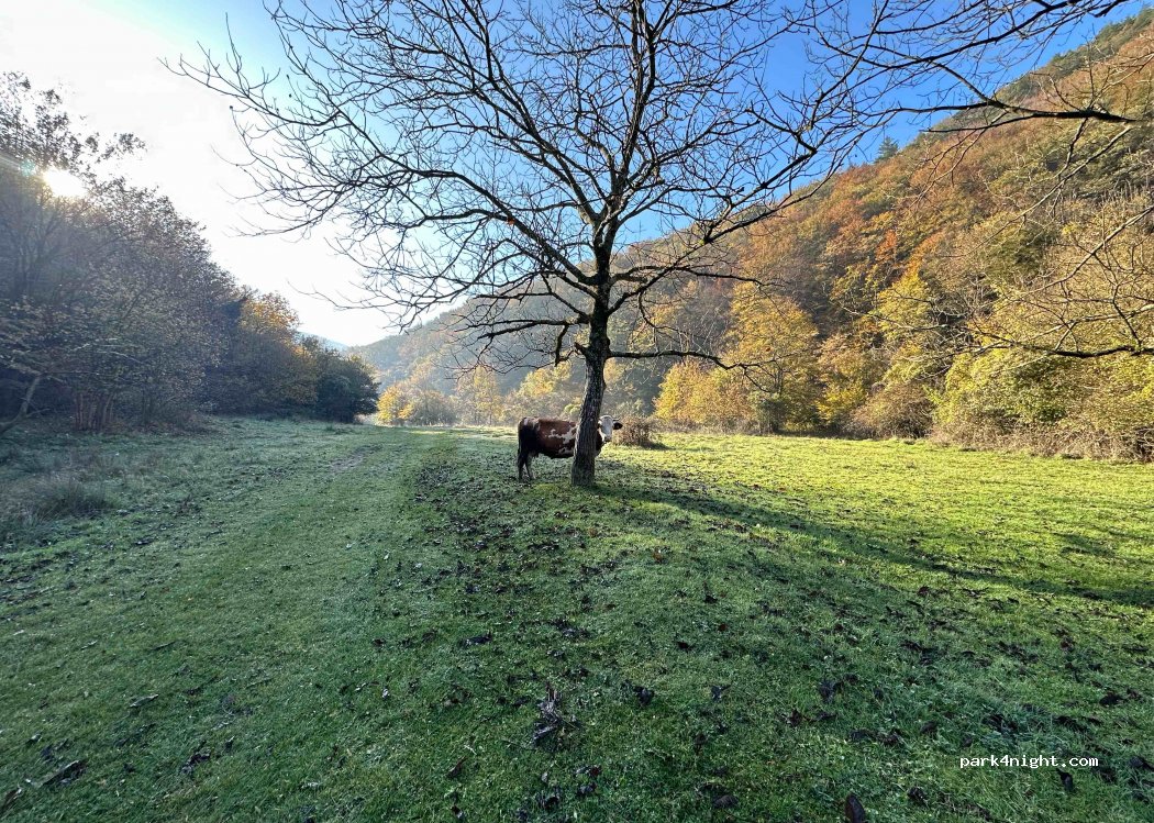 (327226) Gârliște - Unnamed Road — foto