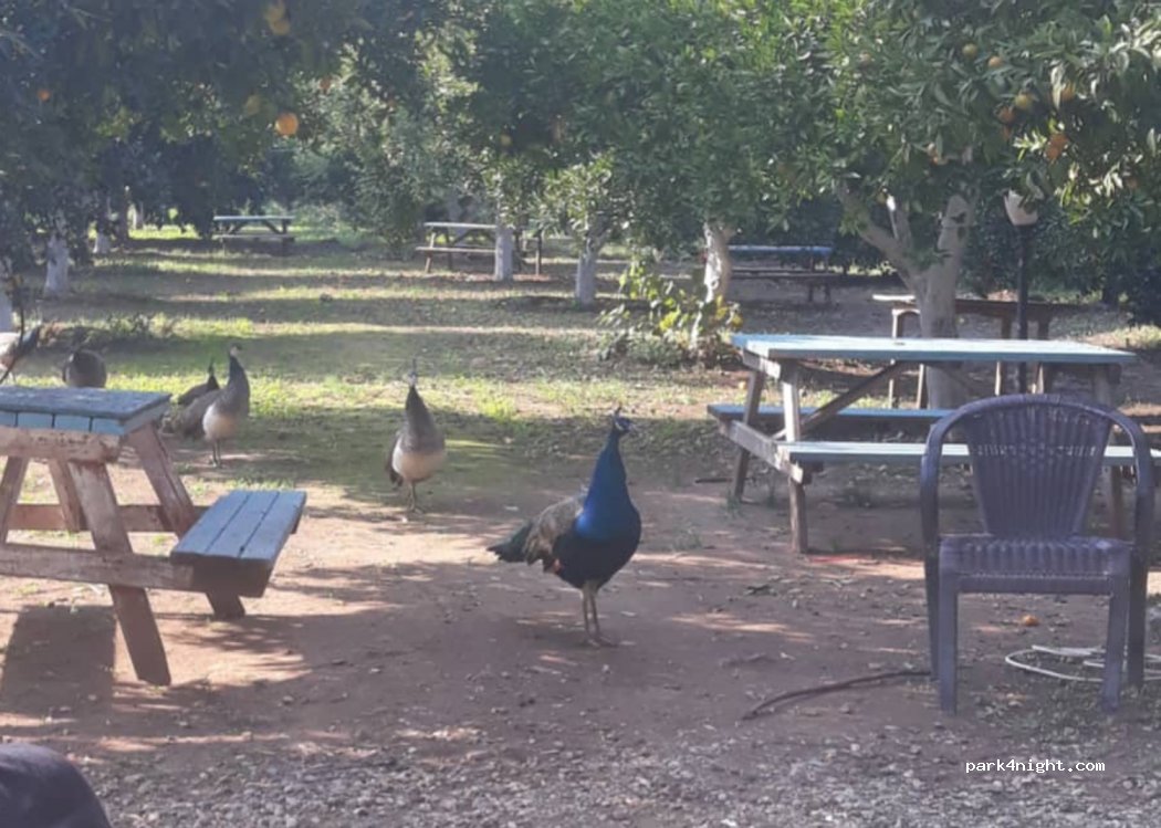 Kemer Kamp Alanı - Kındıl Camping Çadır — foto