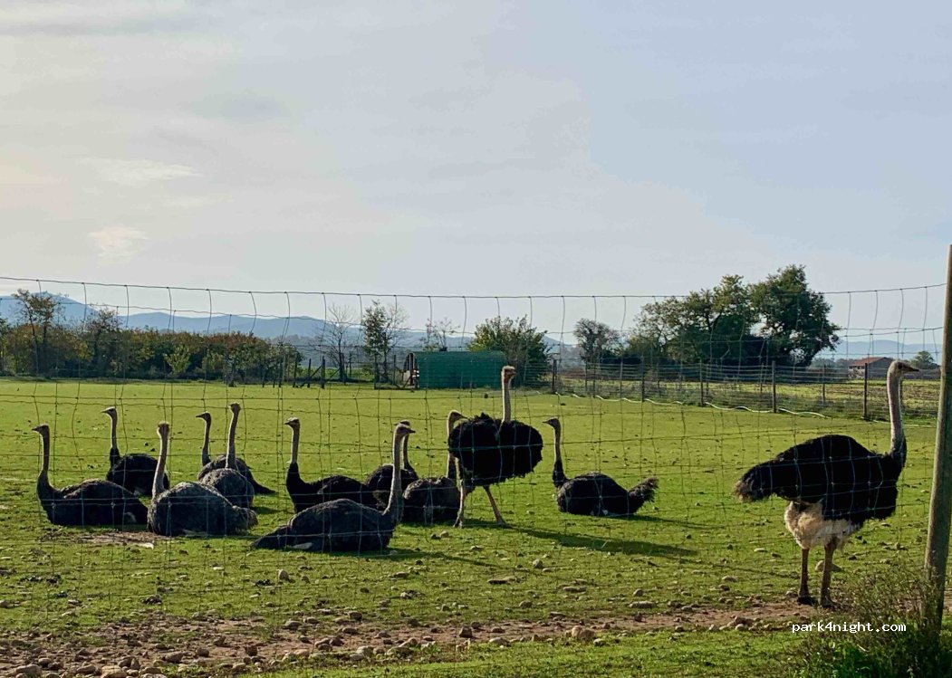 Ferme de l'Autruche Drômoise — foto 3