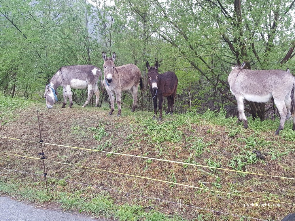 (3977) Sierre - 15 Chemin de la Pinède — foto 3