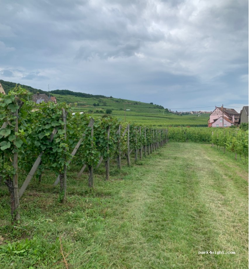 Vins Weck François — foto 4