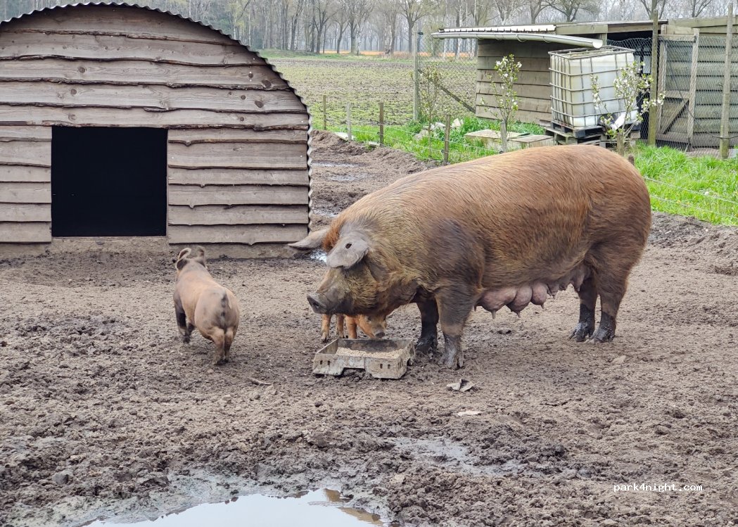 (5473 VP) Heeswijk Dinther - 5 Kaathovensedijk — foto