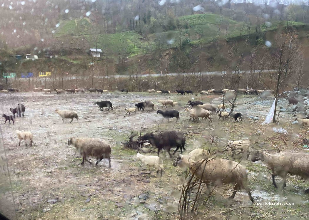 (08690) Koyuncular - 52 Hopa Artvin Yolu — foto