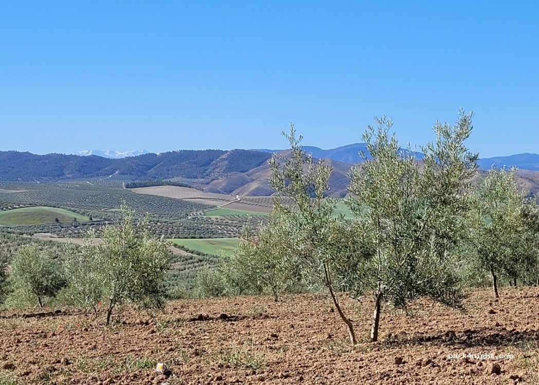 (23460) Peal de Becerro - — foto 2