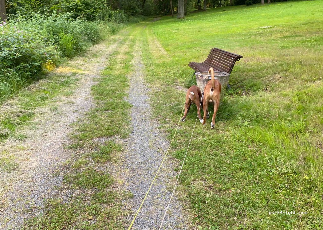 (08539) Rosenbach - 6 Am Park — foto 4