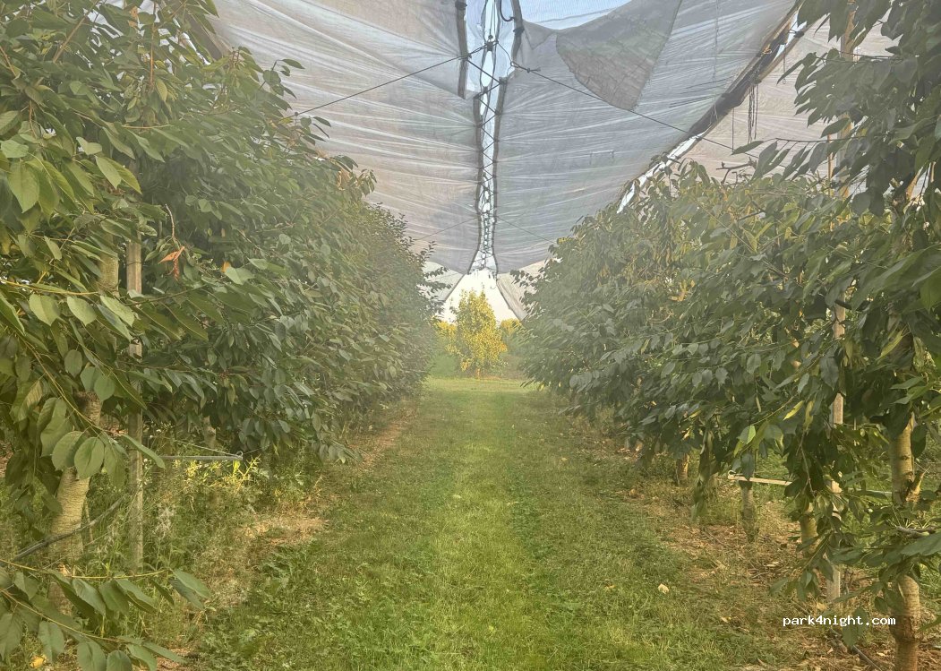 Camping De Grote Bredelaar — foto 4