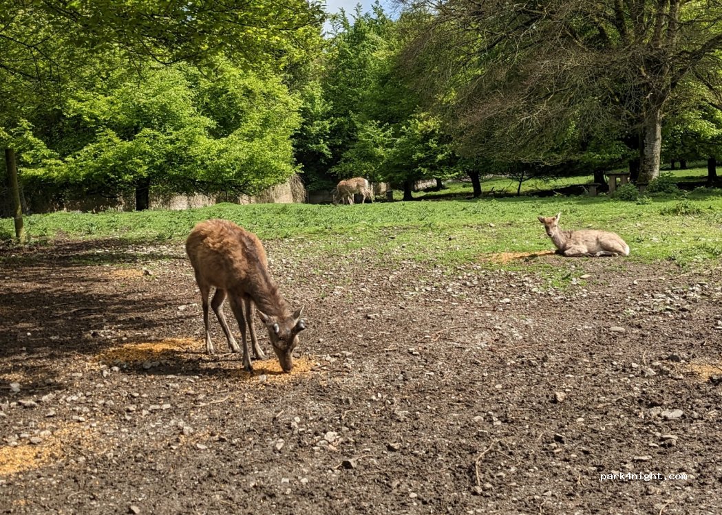 (R95 PW94) Jenkinstown Park - — foto 3