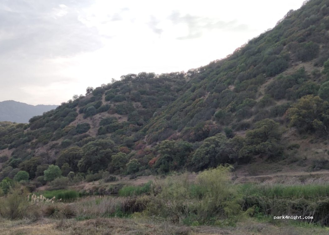 (13594) Solanilla del Tamaral - — foto