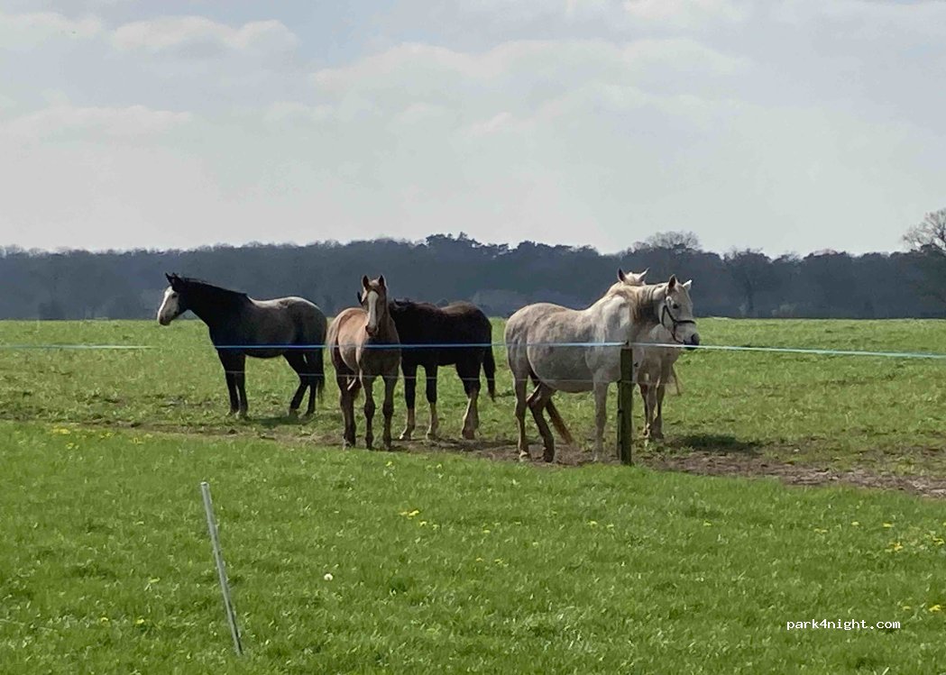 Vechtdal Hooglanders camping — foto