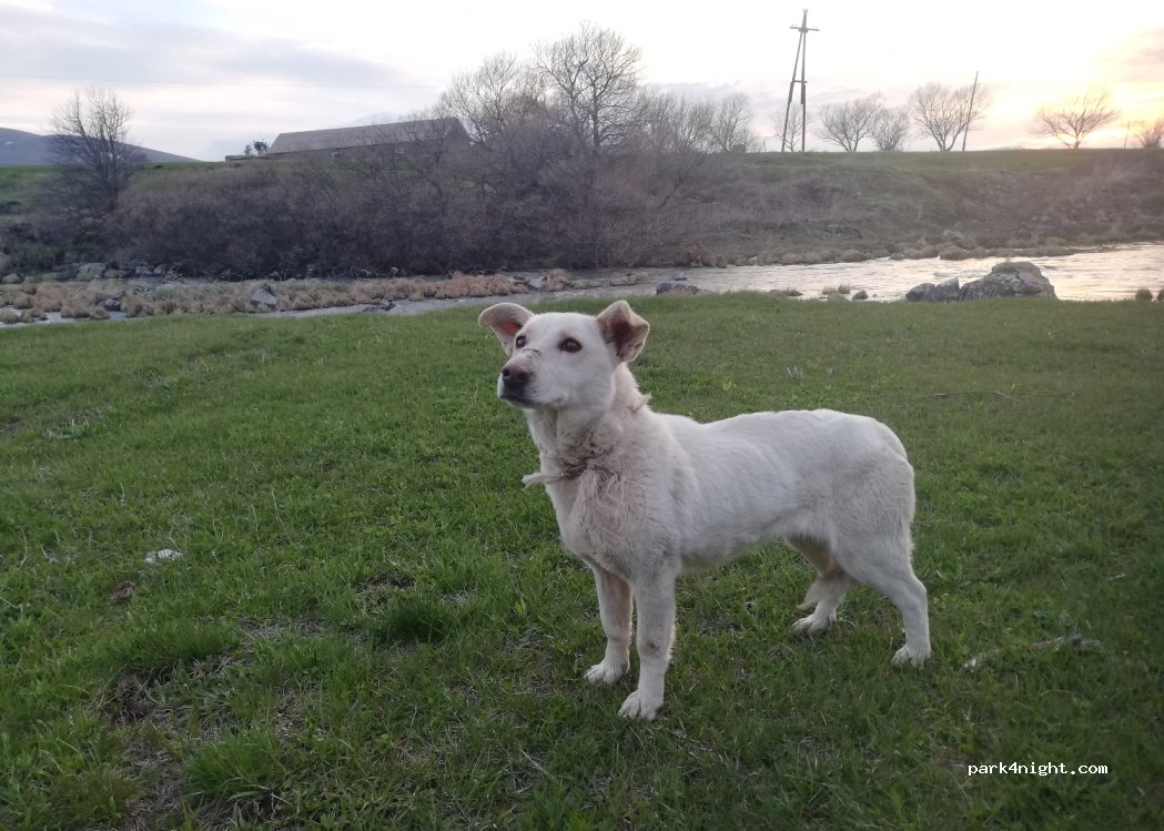 (724516) Orlovka - E691 — foto