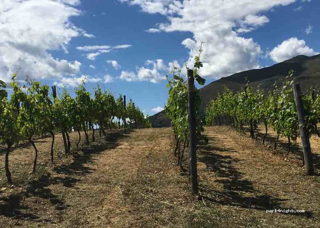 Donna Clara winefarm — foto