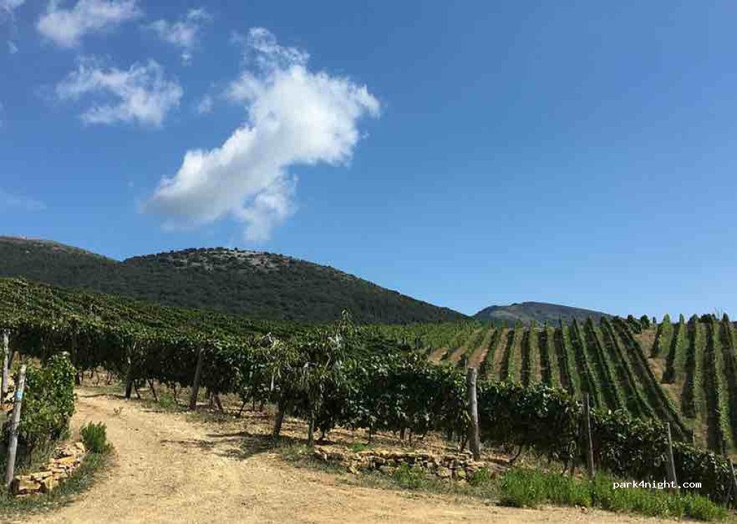Donna Clara winefarm — foto 2