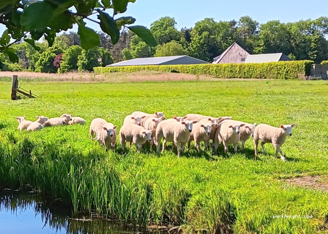 Boerderijcamping Sleutelhoeve — foto 5