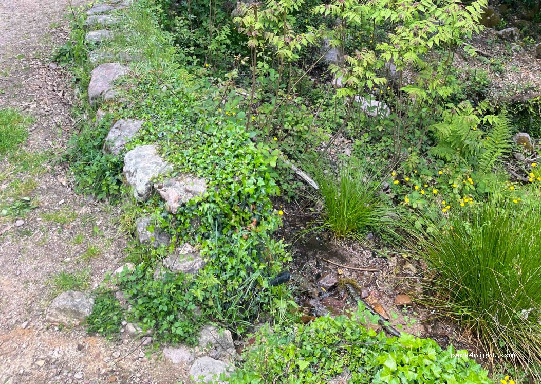 (20214) Calenzana - Forêt de Bonifato — foto 2