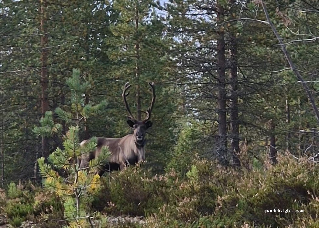 (Välijoki) 54750 - — foto 3