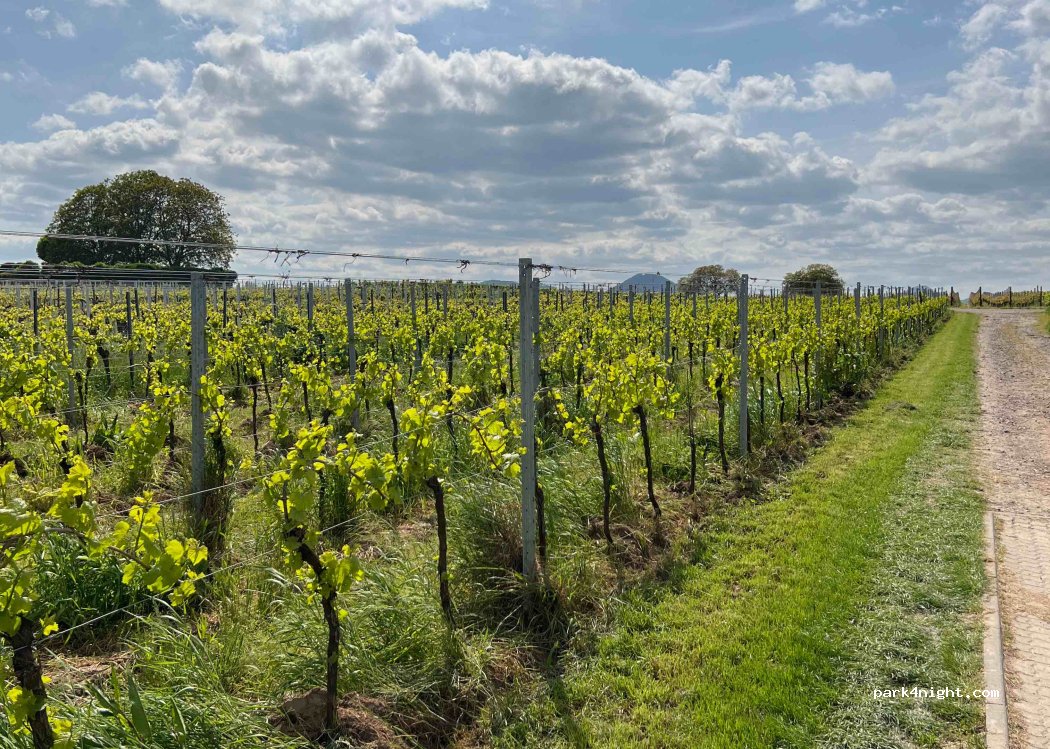 Villa Hochdörffer | Weingut & Gästehaus — foto 3