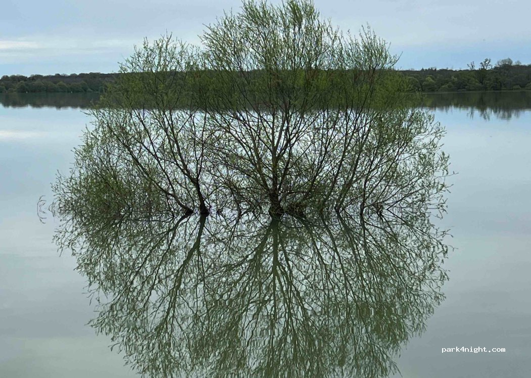 (52290) Éclaron-Braucourt-Sainte-Livière - Forêt du Der Nord — foto 3
