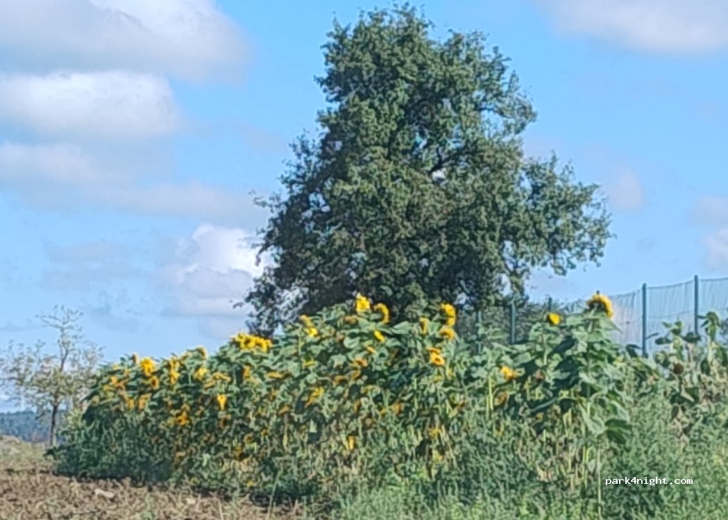 (74747) Ravenstein - 2 Nußbaumweg — foto 3
