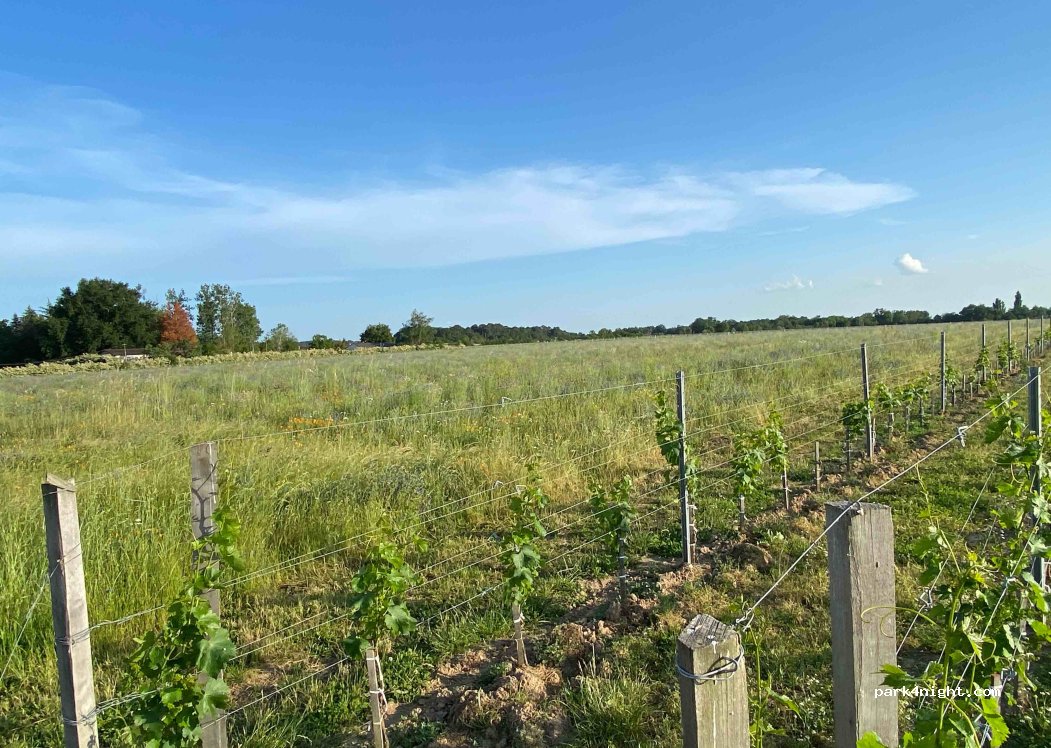 Vignobles Rousseau — foto