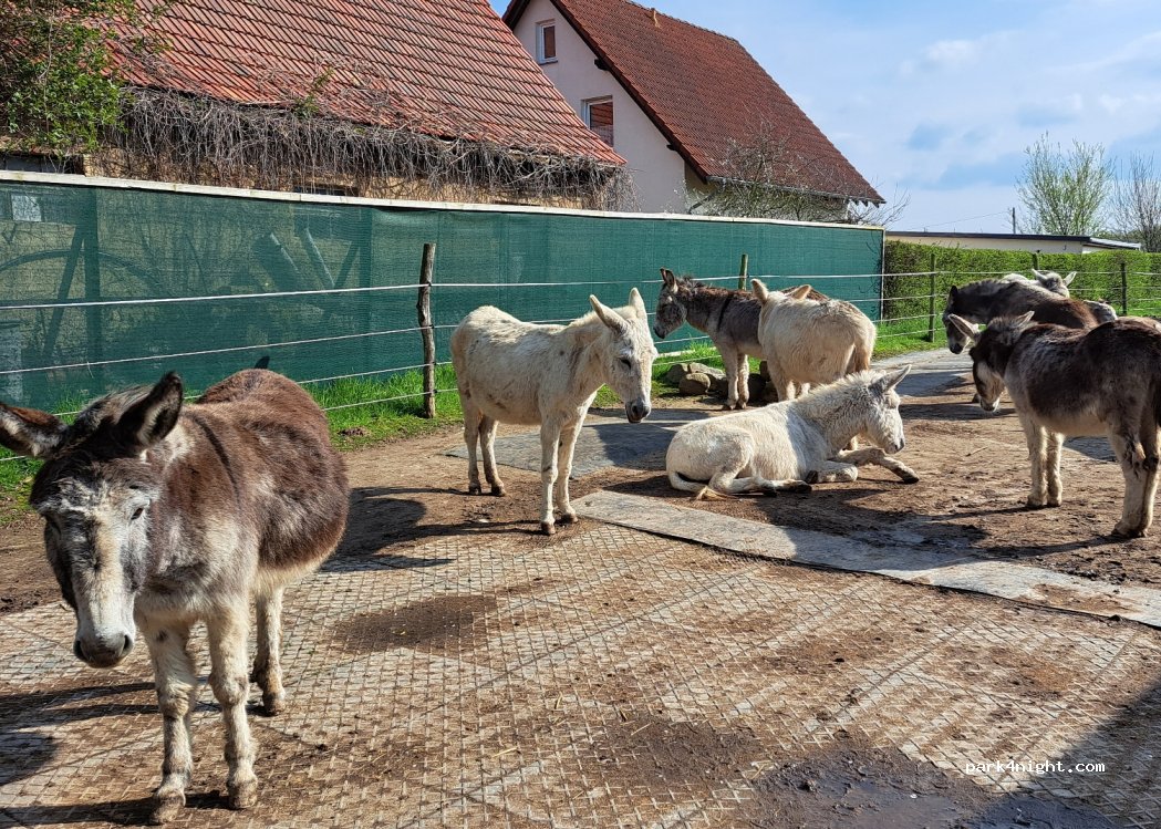 Eselhof Nechern — foto 3