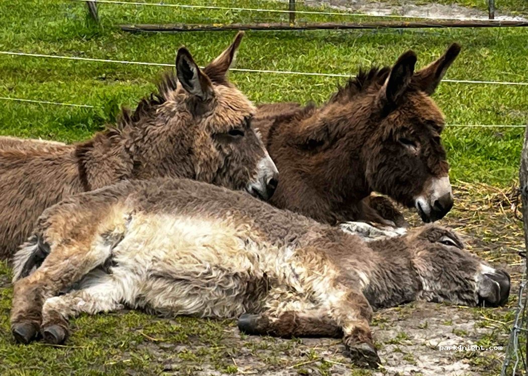 Landhof Kesseler — foto 4