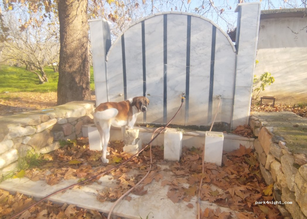 (09385) Karacasu - Kuyucak Tavas Yolu — foto