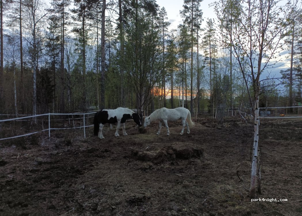 (922 67)  - 11 MICKELTRÄSK — foto 4