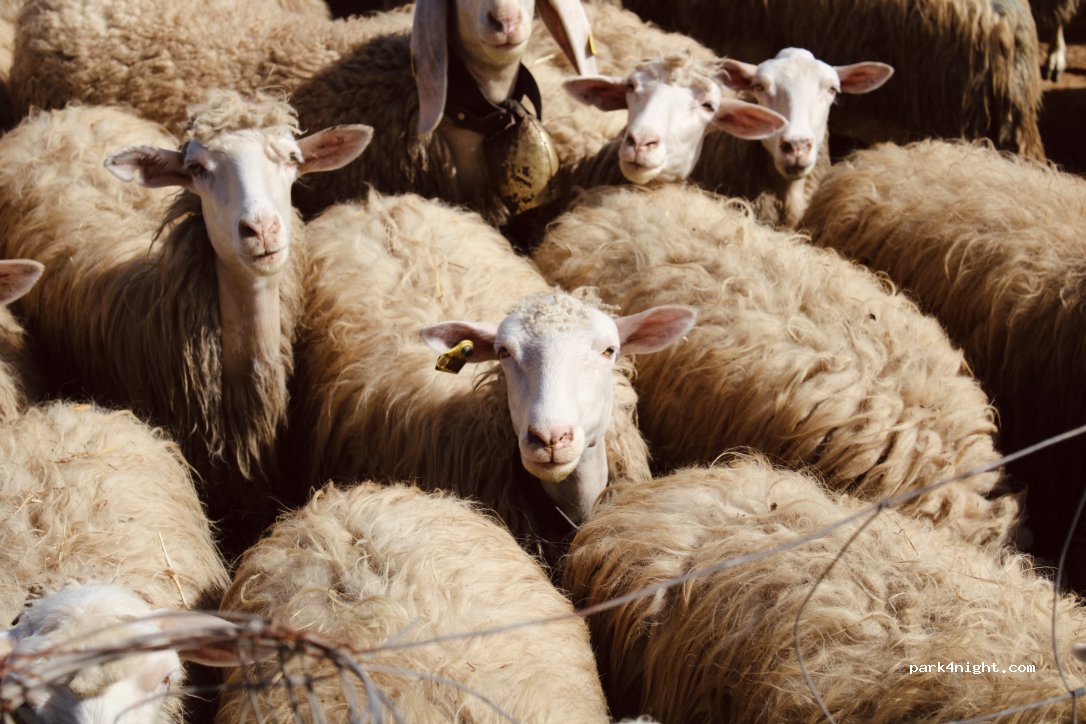 Agricampeggio La Piaggia — foto 4