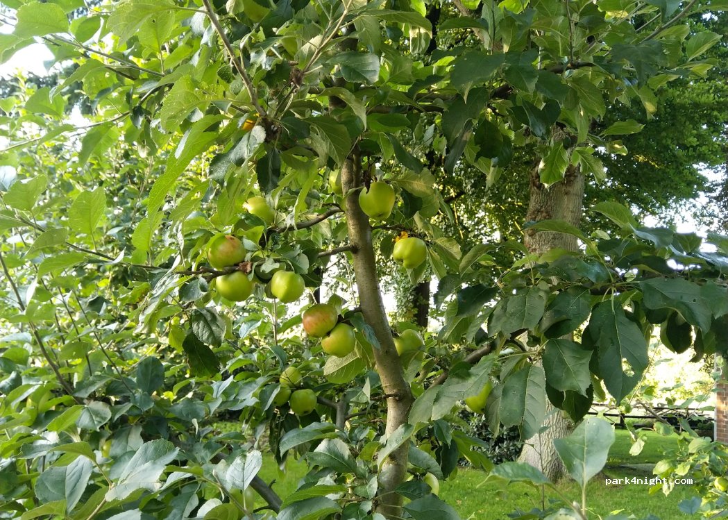 Wischengockel — foto 2